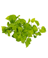 De Kunst Pothos Struik Deluxe 60cm heeft een cluster van levendige groene bladeren met gladde randen en puntige uiteinden, prachtig geïsoleerd op een witte achtergrond.