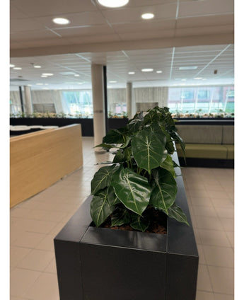 Een rij weelderig groene kamerplanten, met de Kunstplant Syngonium UV 58 cm in een zwarte rechthoekige plantenbak, creëert een groene oase in dit moderne kantoor met betegelde vloeren, grote ramen en licht meubilair.