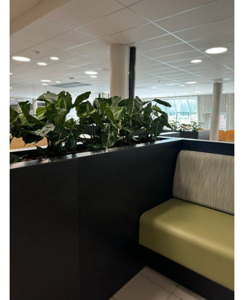 Een moderne zithoek binnenshuis is voorzien van een groene bank met kussens, onderverdeeld door een zwart paneel met daarop de Kunstplant Syngonium UV 58 cm. Grote ramen en plafondverlichting vullen de ruimte met licht en creëren een open, groene oase.