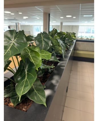 Een rij Kunstplant Syngonium UV 58 cm omzoomt een plantenbak op het aanrecht, vult deze lichte, moderne ruimte met hartvormig groen en brengt een groene oase bij zonverlichte ramen en strakke tegelvloeren.