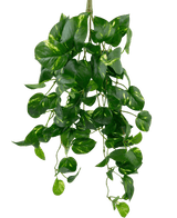 De Kunst Hangende goudrank 60 cm UV is een kunstmatige hangende pothosplant met hartvormige groene bladeren en gele boventonen, die naar beneden hangen tegen een effen witte achtergrond.