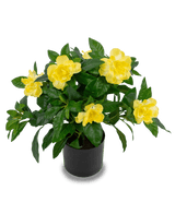 Künstliche Pflanze Gardenia 39 cm