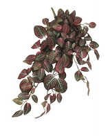 Künstliche Wandbehangpflanze Fittonia Rot und Weiß 70 cm