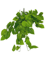 Künstlicher Pothos Busch Deluxe 90cm