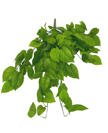 Künstlicher Pothos Busch Deluxe 90cm