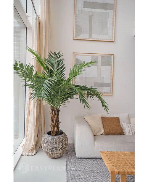 Die künstliche Palme Phoenix Canarie 160 cm verleiht einem modernen Wohnzimmer mit abstrakter Kunst, transparenten Vorhängen und einem geflochtenen Couchtisch eine tropische Atmosphäre neben einem hellen Sofa mit neutralen Kissen.