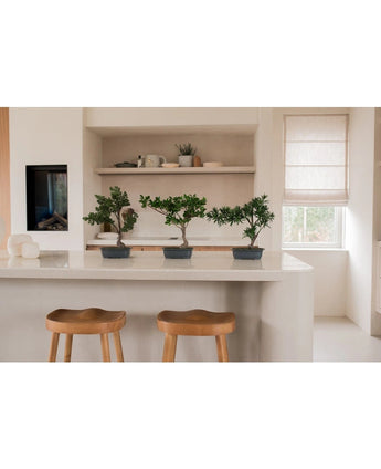 Drie Kunstplant Bonsai Juniper van 40 cm in zwarte potten staan op een wit keukeneiland, met houten krukjes en open planken met servies en planten erachter. Een raam met een beige kap vult de kamer met natuurlijk licht.