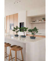 Drie Kunstplant Bonsai Podocarpus 40 cm in potten staan op een wit keukeneiland met twee houten krukjes eronder. De moderne keuken heeft lichthouten kasten en open planken met planten en decor.