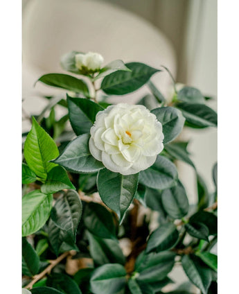 Een close-up van de Kunstplant Camellia japonica 100 cm toont de gelaagde witte bloemblaadjes en donkergroene bladeren, met een andere witte bloem zacht vervaagd op de achtergrond.