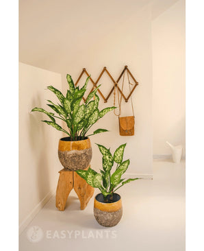 Een Kunstplant Dieffenbachia 40 cm voegt fris groen toe aan een minimalistische, lichte kamer. Afgebeeld in een rustieke pot op een krukje, met muurhaken vlakbij voor een tas en een witte gieter.