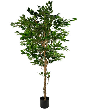 De Kunstplant Ficus Groen 210 cm is een hoge kunstficus met weelderige groene bladeren en verschillende slanke bruine stammen, in een kleine zwarte pot tegen een witte achtergrond.