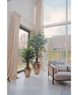 Twee Kunstplant Ficus Liana 180 cm in glanzend gouden potten staan bij een groot raam met lange crèmekleurige gordijnen in een lichte, moderne woonkamer met een beige fauteuil en structuurkussen. Buiten zijn bomen en een gebouw zichtbaar.