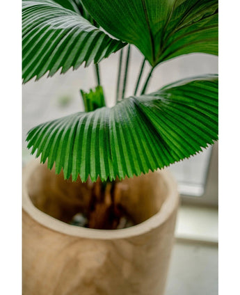 Een close-up van de Kunstplant Lucuala Grandis 120 cm in een lichtgekleurde pot, met de grote, geplooide groene bladeren bij het raam.