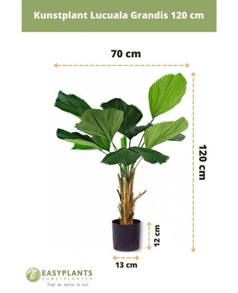 Kunstplant Lucuala Grandis 120 cm, met groene waaiervormige bladeren en bruine stelen in een zwarte pot (13x12 cm), is 120 cm hoog en 70 cm breed - ideaal voor stijlvolle ruimtes of om te combineren met sierpotten.