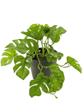 Eine künstliche Pflanze Monstera 18 cm im Topf.