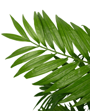 Close-up van Kunstplant Parlour 120 cm met groene palmbladeren met lange, slanke bladeren tegen een effen witte achtergrond.