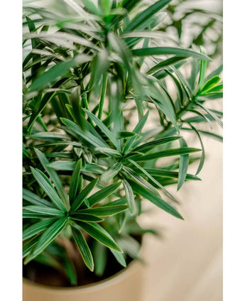 Close-up van de Kunstplant Podocarpus 47 cm, met lange, slanke groene bladeren met levendig blad tegen een zacht vage achtergrond.