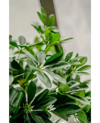 Close-up van weelderig groene bladeren van de Kunstplant Schefflera 120 cm, met zacht natuurlijk licht op de achtergrond, waardoor een frisse en levendige sfeer ontstaat.