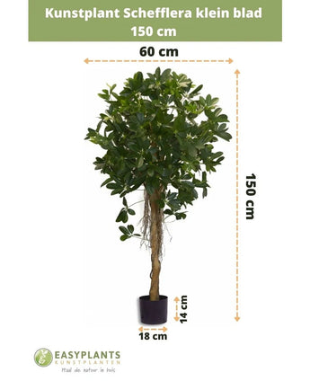 De Kunstplant Schefflera klein blad 150 cm heeft kleine blaadjes in een decoratieve pot, is 150 cm hoog, 60 cm breed, met een pothoogte van 14 cm en een diameter van 18 cm. Metingen worden aangegeven met pijlen.