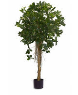 De Kunstplant Schefflera klein blad 150 cm is een kamerplant in pot met een hoge, slanke stam met dichte trossen kleine groene bladeren aan de bovenkant, enkele wortels zichtbaar boven de zwarte pot, tegen een effen witte achtergrond.