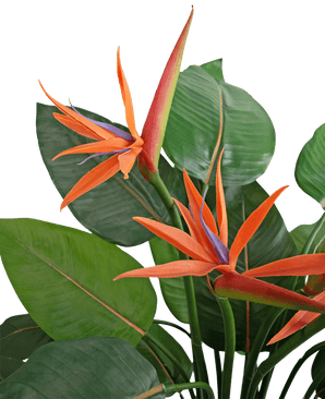 Close-up van de Kunstplant Strelitzia 120 cm, met levendige oranje en paarse paradijsvogelbloemen met grote groene bladeren tegen een lichte achtergrond.