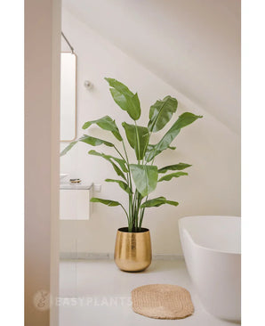 De Kunstplant Strelitzia Nicolai Deluxe 180 cm in een glanzende gouden pot staat op een witte vloer naast een geweven vloerkleed in een lichte, moderne badkamer met witte muren, een bad en een wastafel aan de muur.