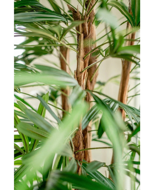 Nahaufnahme der künstlichen Lady-Palme 210 cm mit den grünen, langen, schmalen Blättern und den flauschigen braunen Stielen vor einem sanft verschwommenen, hellen Hintergrund.