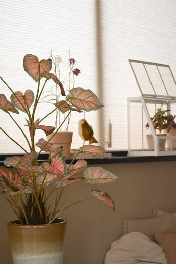 Die 90 cm große künstliche Caladium-Pflanze, rosa mit rosafarbenen Blättern, nimmt zusammen mit anderen Pflanzen, Dekorationen und einem weißen Mini-Gewächshaus einen Ehrenplatz auf einer Fensterbank ein und ist in sanftes, natürliches Licht getaucht, das den gemütlichen Raum erfüllt.