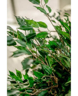 Een close-up van levendige groene bladeren en slanke houten ranken van de Kunstplant Ficus Liana 90 cm, verlicht door natuurlijk licht met een onscherpe, neutrale achtergrond die het weelderige kunstloof benadrukt.