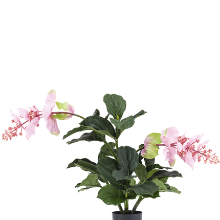 Künstliche Pflanze Medinilla 60 cm