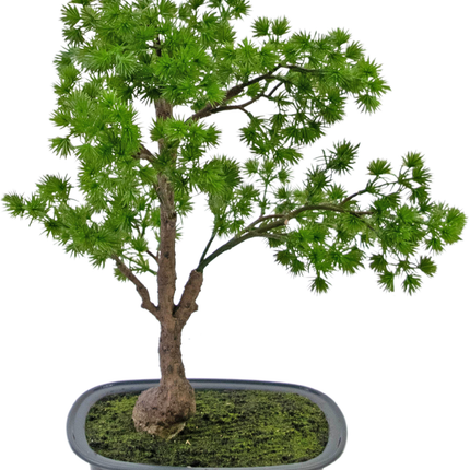 Künstliche Pflanze Bonsai Wacholder 40 cm