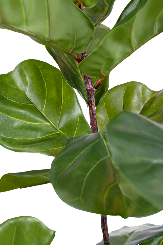 Ficus-Tabak-Pflanze Deluxe 155 cm
