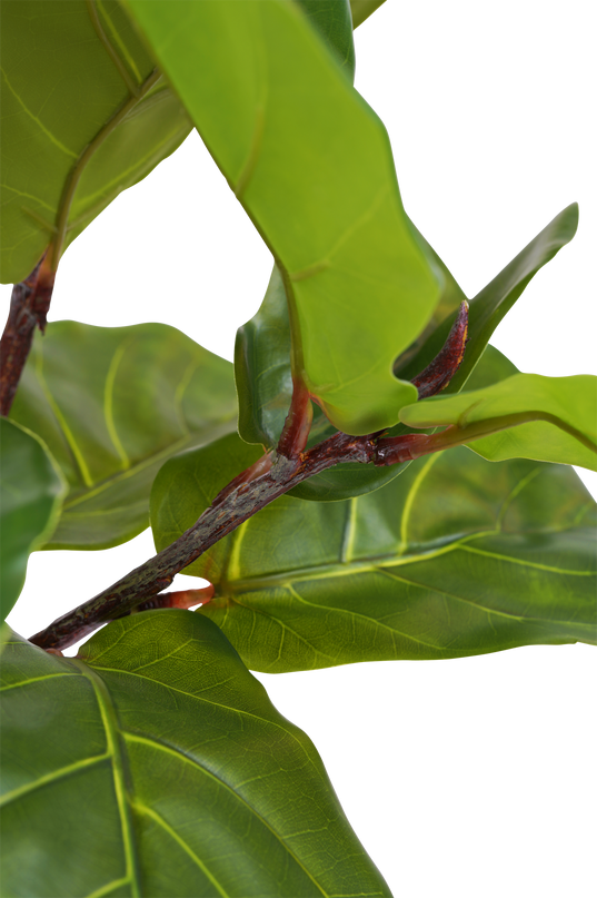 Ficus-Tabak-Pflanze Deluxe 155 cm