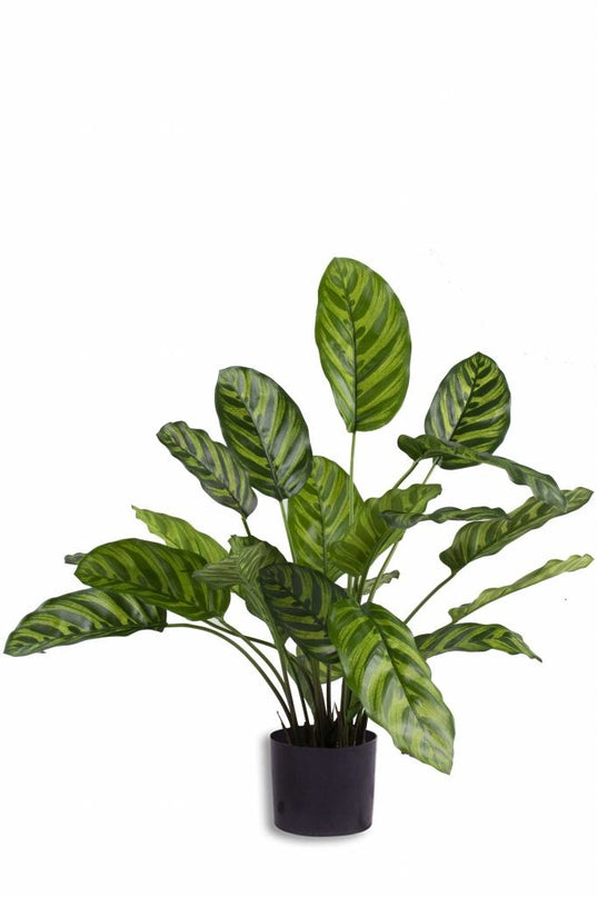 Künstliche Pflanze Calathea Makoyana 60 cm
