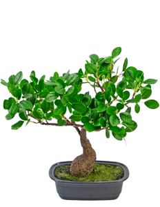 Künstliche Pflanze Bonsai Ficus 30 cm