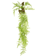 Die künstliche Hängepflanze Farn Mix Deluxe 100 cm hat lebensechte grüne Farnblätter und freiliegende Wurzeln mit gemahlenen Klumpen, die elegant vor einem schlichten weißen Hintergrund hängen.