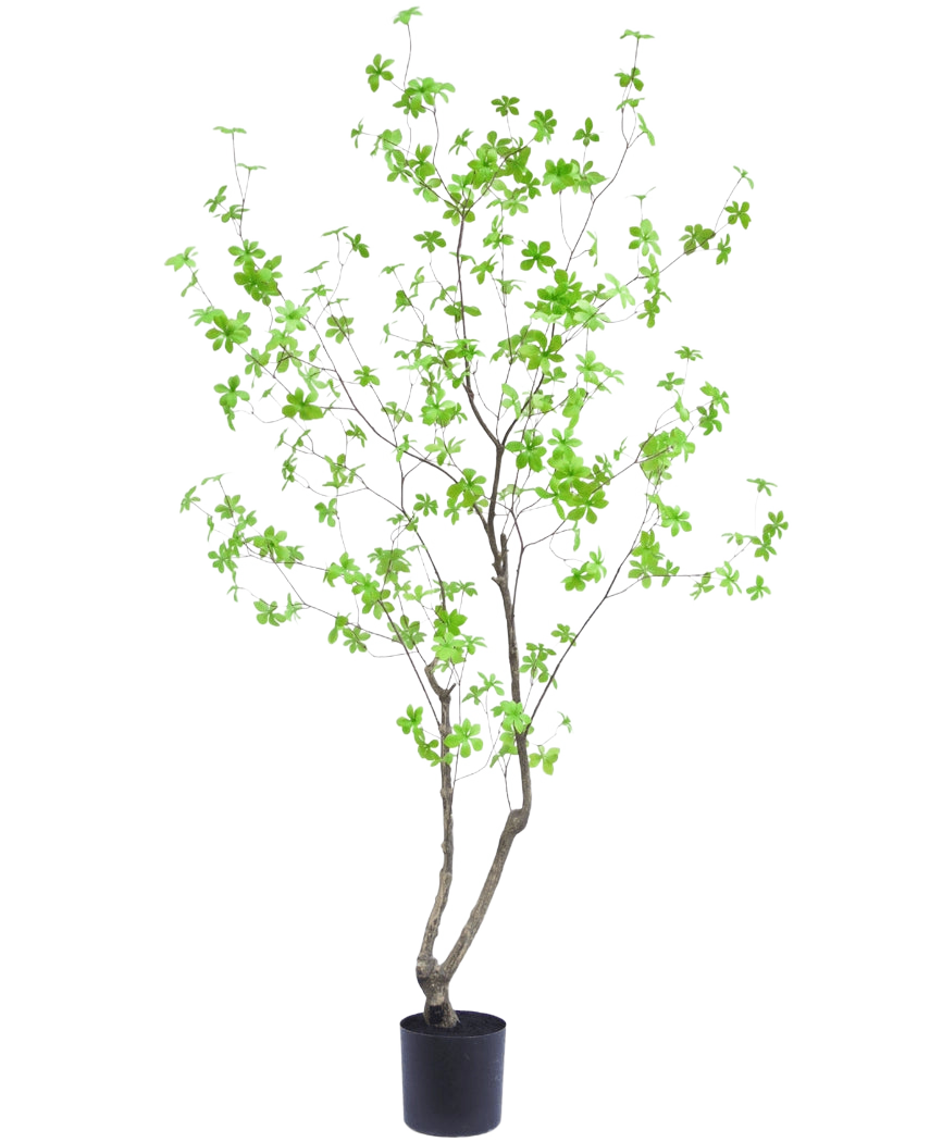 Die Kunstpflanze Enkianthus 180 cm ist eine hohe, schlanke Topfpflanze mit dünnen Zweigen und leuchtend grünen Blättern vor einem schlichten weißen Hintergrund.
