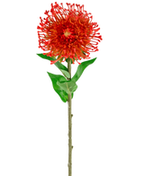 Die künstliche Blume Protea 73 cm rot hat leuchtend rote Blütenblätter, grüne Blätter und einen langen, schlanken Stiel, was sie zu einer auffälligen künstlichen Blume macht, die jedem Raum dauerhafte Schönheit verleiht.