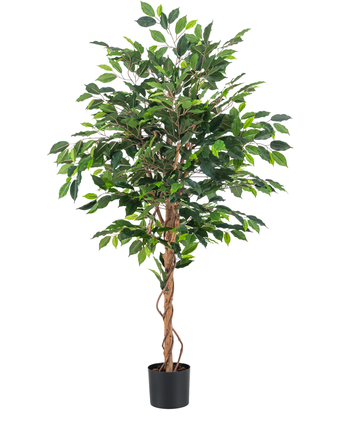 Die Kunstpflanze Ficus Green 150 cm hat mehrere grüne Blätter und geflochtene braune Stängel in einem schlichten schwarzen Topf vor einem schlichten weißen Hintergrund.