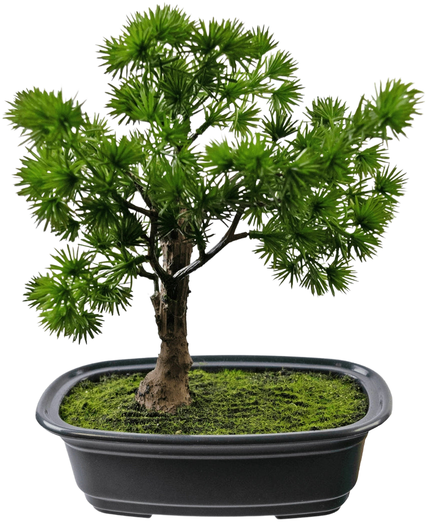 Die Kunstpflanze Bonsai Wacholder 20 cm hat dichte, stachelige grüne Blätter in einem rechteckigen schwarzen Topf mit Moos vor einem schlichten weißen Hintergrund.