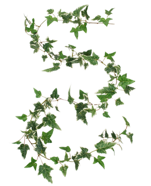 De Kunst Boston klimop slinger groen-wit 180 cm UV is vormgegeven in de vorm van het getal 8, met groene en witte klimopranken tegen een effen witte achtergrond.