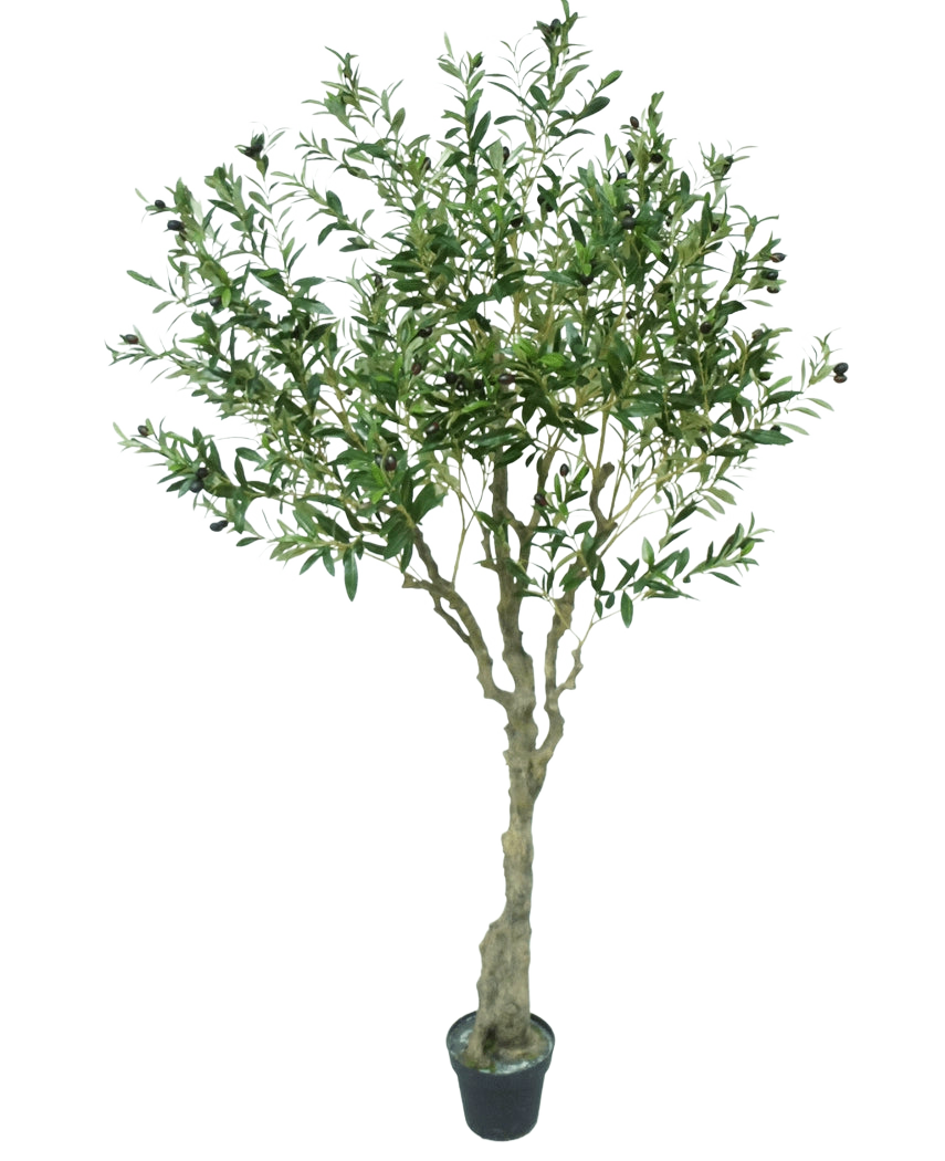 Künstlicher Olivenbaum 200 cm – Easyplants Deutschland