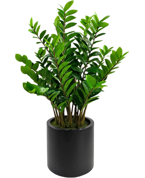 De Kunstplant Zamioculcas kant en klaar in zwarte pot 120 cm heeft weelderige, rechtopstaande stengels met glanzend groene bladeren, gepresenteerd in een ronde matzwarte pot tegen een effen witte achtergrond.