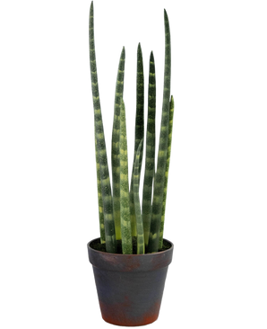 De Kunst Sansevieria Cylindrica 43 cm heeft lange, rechtopstaande, donkergroene bladeren met lichtgroene horizontale strepen, gepresenteerd in een eenvoudige donkerbruine pot tegen een effen witte achtergrond.