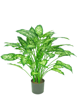 De Kunstplant Dieffenbachia 75 cm is een groene potplant met grote, puntige bladeren met lichtgroene en witte bonte schakering, afgebeeld tegen een effen witte achtergrond.