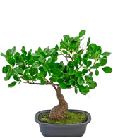 De Kunstplant Bonsai Ficus 30 cm heeft dichte, glanzende groene bladeren en een gebogen stam, geplaatst in een ondiepe zwarte bak met groen mos op de bodem.