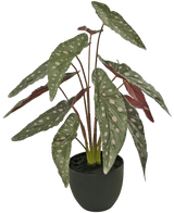 De Kunst Begonia 48 cm in sierpot zwart heeft grote groene bladeren met witte vlekken en roodachtige onderkant, gepresenteerd in een zwarte pot tegen een witte achtergrond.