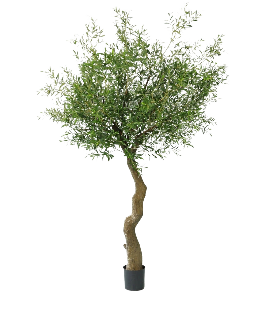 Der künstliche Olivenbaum 270 cm ohne Oliven steht in eleganten Dekotöpfen, mit gedrehtem Stamm und dichtem grünem Laub, vor einem schlichten weißen Hintergrund.