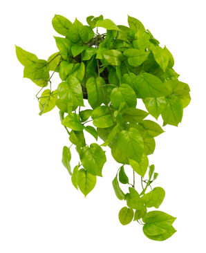 Der künstliche Pothos-Strauch Deluxe 90 cm UV hat leuchtend grüne, herzförmige Blätter, die herabfallen, vor einem schlichten weißen Hintergrund.