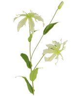 Die Kunstblume Gloriosa 81 cm weiß hat einen grünen Stiel mit langen, schlanken Blättern und zwei hellgrüne, spinnenartige Blüten mit schmalen, gekräuselten Blütenblättern, gelben Staubgefäßen und einer geschlossenen Knospe an der Spitze für eine naturgetreue Optik.